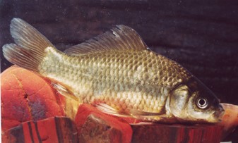 Freshwater Fish Group & Fish Health Unit