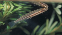 Freshwater Fish Small